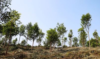 引种5750株!中山沉香属林木种质资源库入围“省级”名单