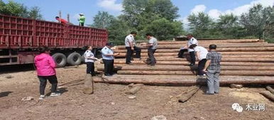 青海民和县开展木材及其制品检疫执法行动